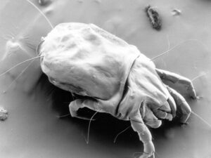 Dust Mite In A Dirty Duct Requires Cleaning